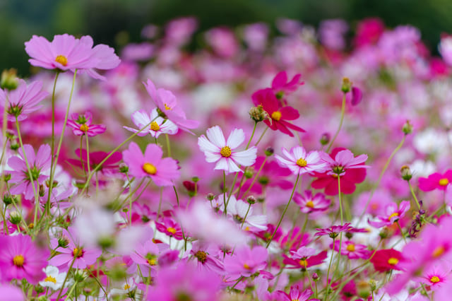 花の山のイメージ画像