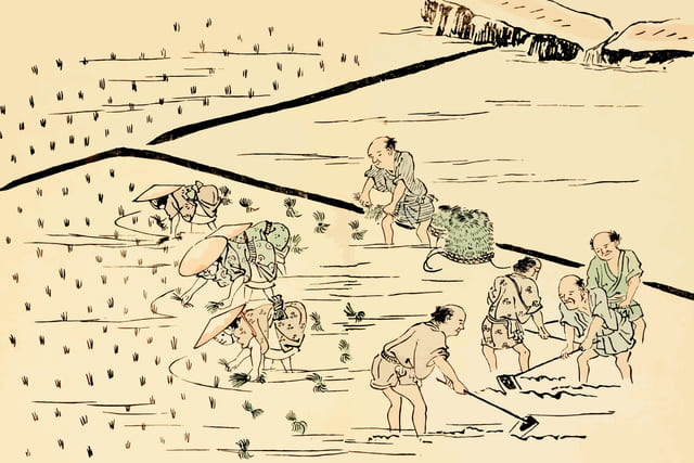 江戸時代の稲作の図